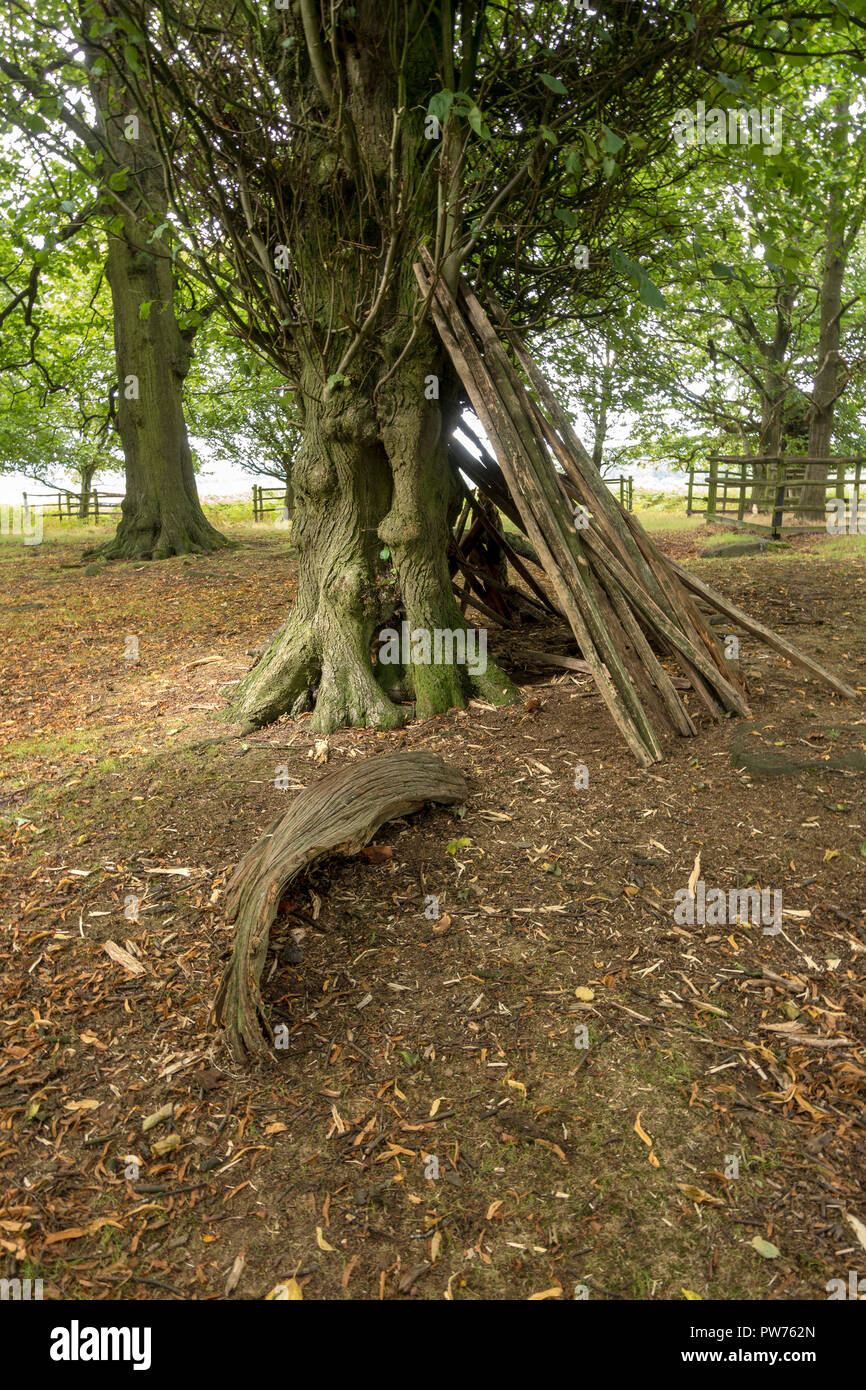 Kinder des Waldes spielen den/Tierheim von Planken Zweige Stöcke und Zweige, lehnte sich gegen einen alten Baum, Bradgate Park, Leicestershire, England Großbritannien Stockfoto