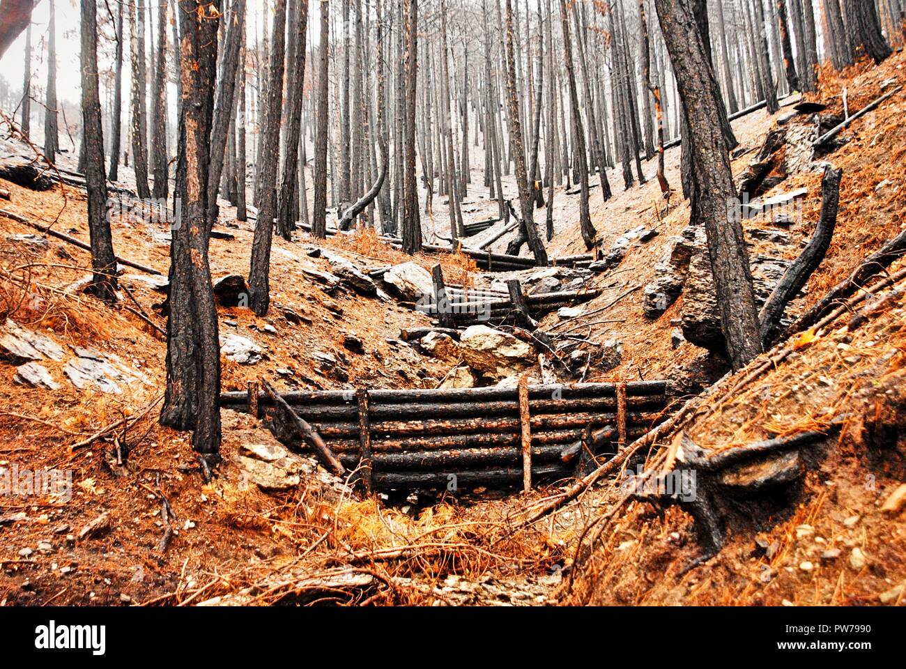 Woody debris Dämme für natürliche zur Reduzierung der Hochwassergefahr. Anzeigen von Burnt Pine Forest im Herbst. Stockfoto