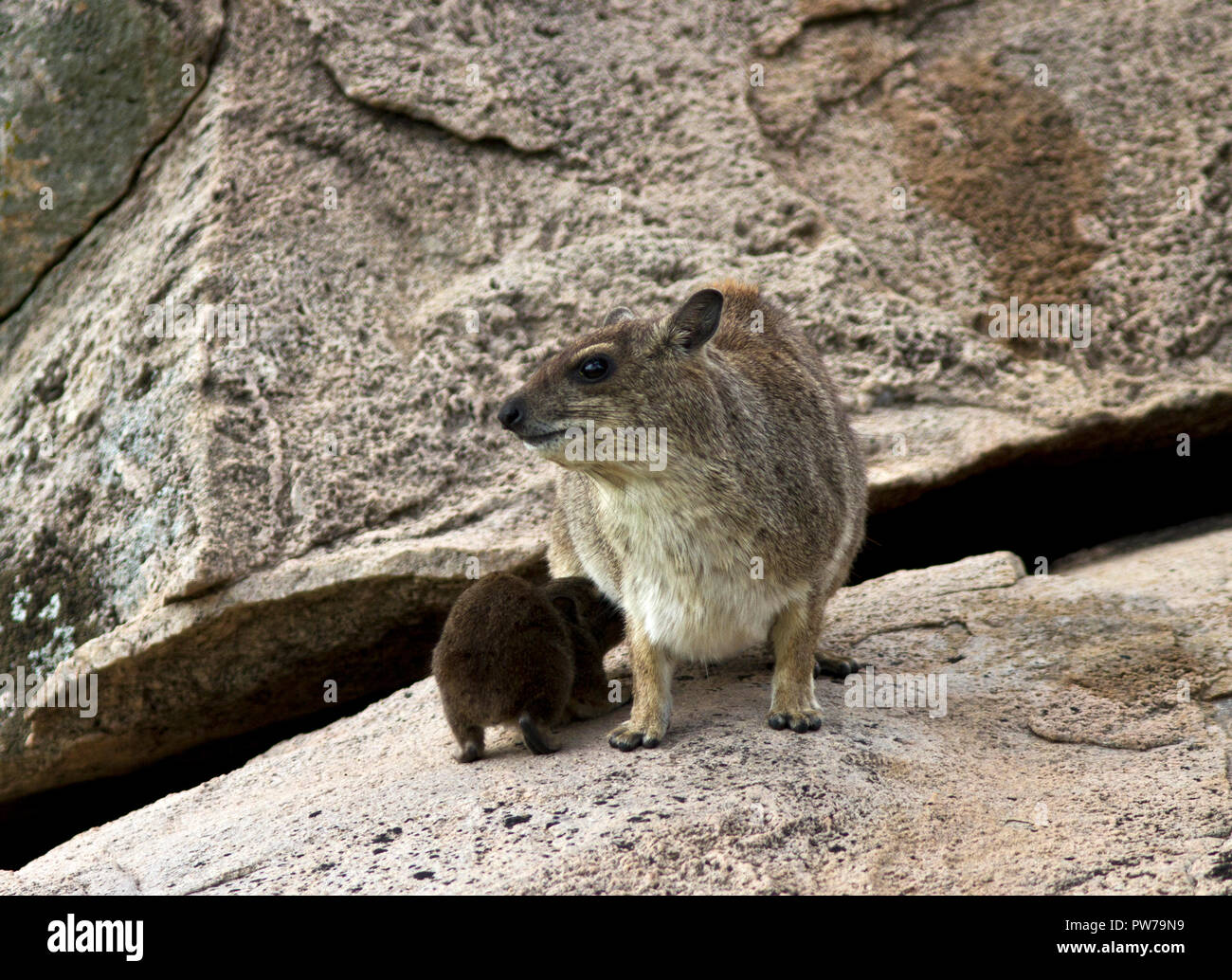 Die Hyrax hat zwei Paare der Brustdrüsen und wie ihre Verwandten, die Elefanten, sie haben ein Pektorale koppeln. Stockfoto