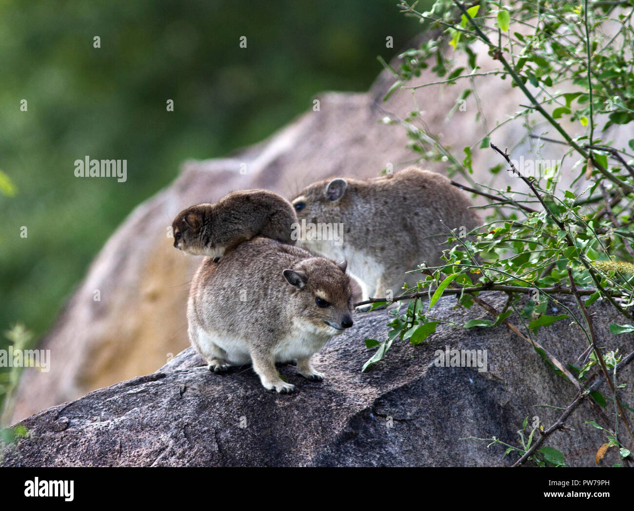 Hyrax sind Territorial- und Sub-Männchen sind in der Regel als Sentinel für das Wohl Ihrer Geburts- gruppe bis zu dem Zeitpunkt, dass die dominante Mals Stockfoto