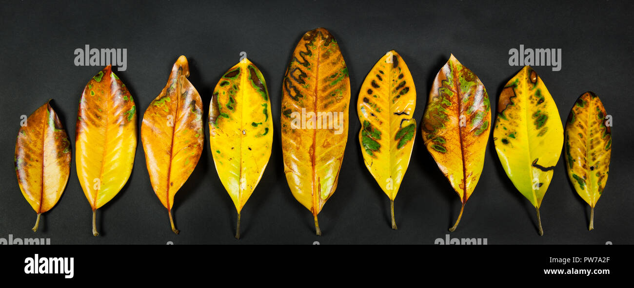 Blätter Schuppen aus dem südlichen Magnolie (Magnolia grandiflora) im frühen Frühling. Wie viele andere laubbäume Evergreens, diese Spezies nicht vergießen lassen Stockfoto