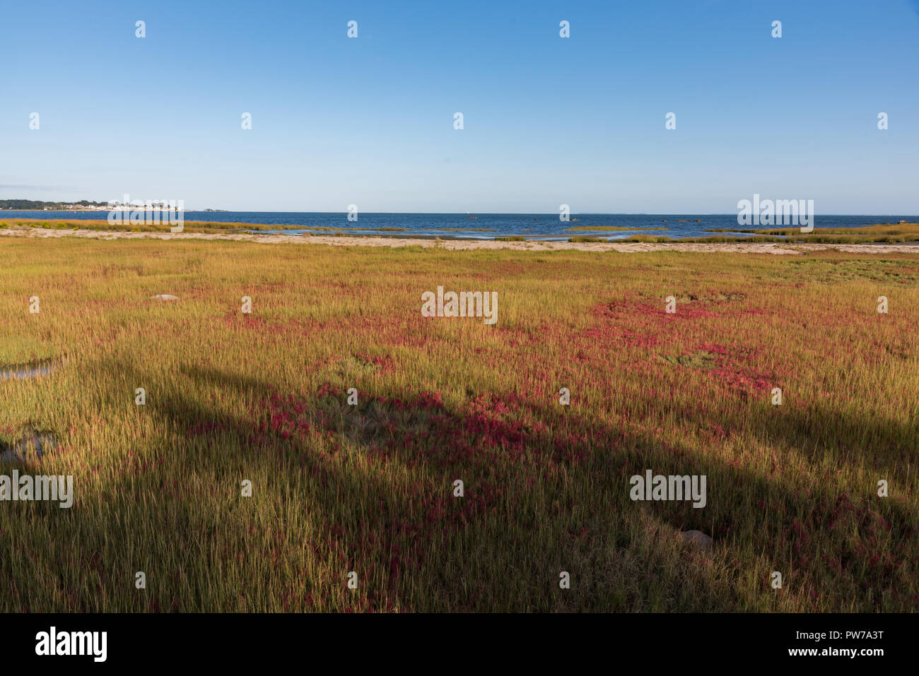 Saltmarsh am State Park mit farbigen Gräsern und Würzen mit Licht und Schatten und den Long Island Sound im Hintergrund Stockfoto