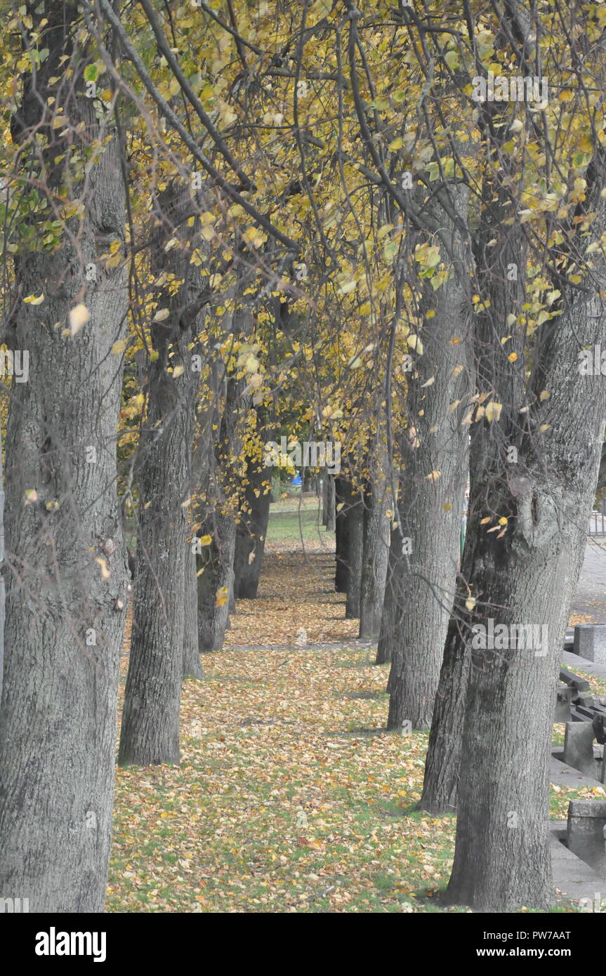 Die Stadt Klaipeda Natur im Herbst. Stockfoto