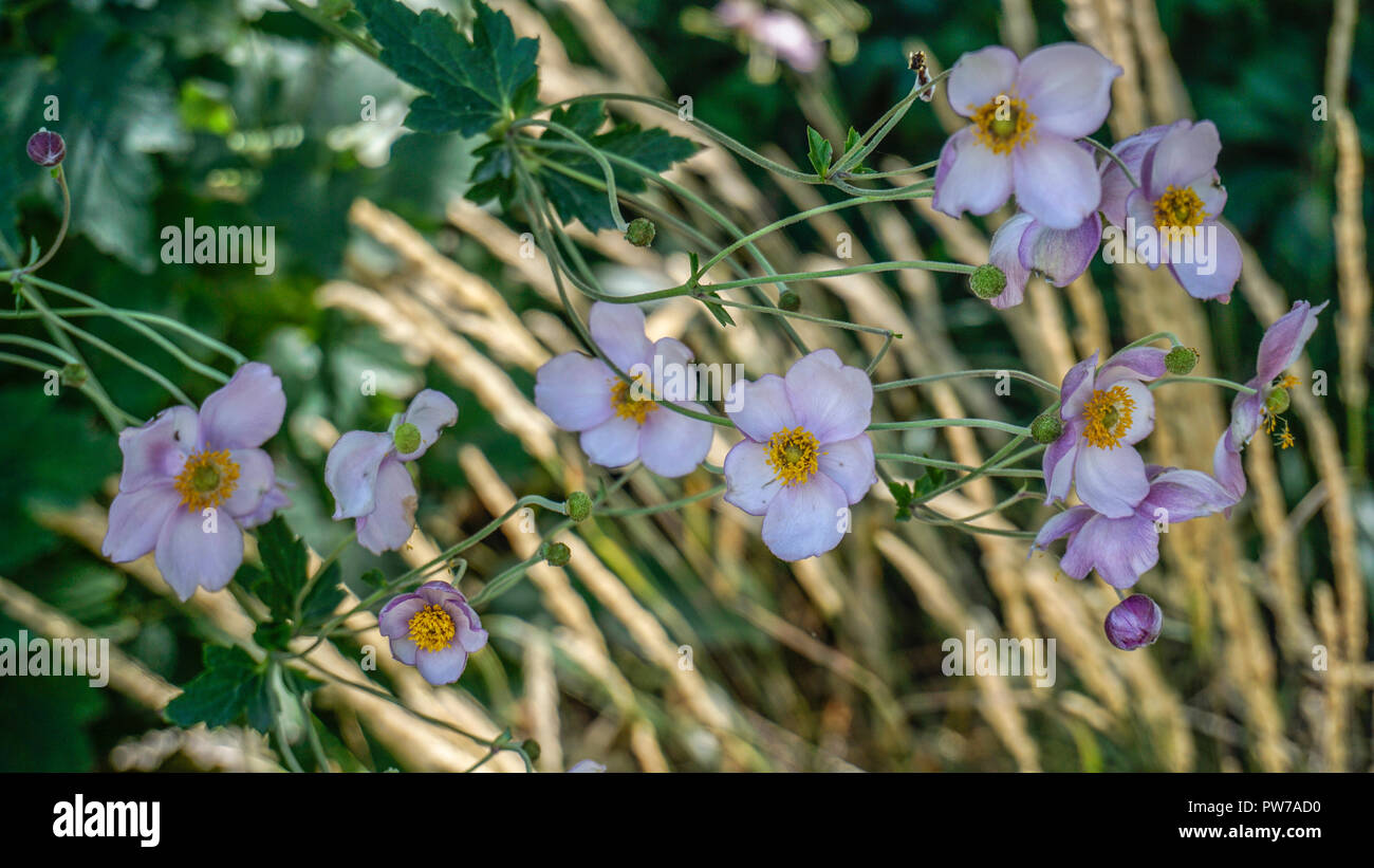 Anemone hybrida Honorine Jobert 2. Stockfoto