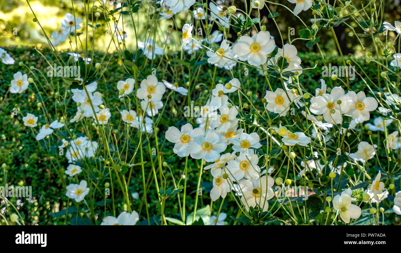 Anemone hybrida Honorine Jobert 3. Stockfoto