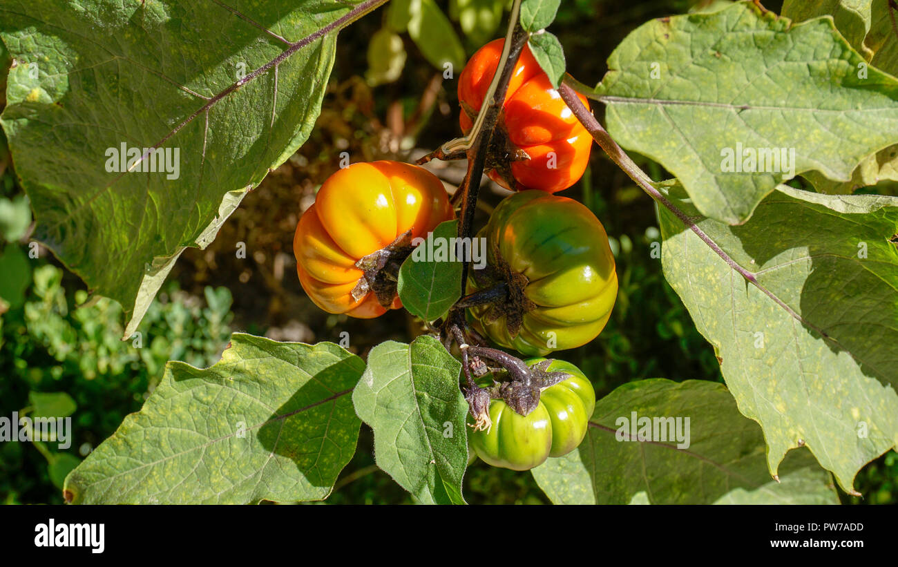 Auberginen rote Rüschen 3. Stockfoto