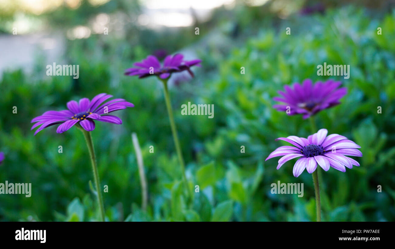 Osteospermum Ecklonis Purple 2. Stockfoto