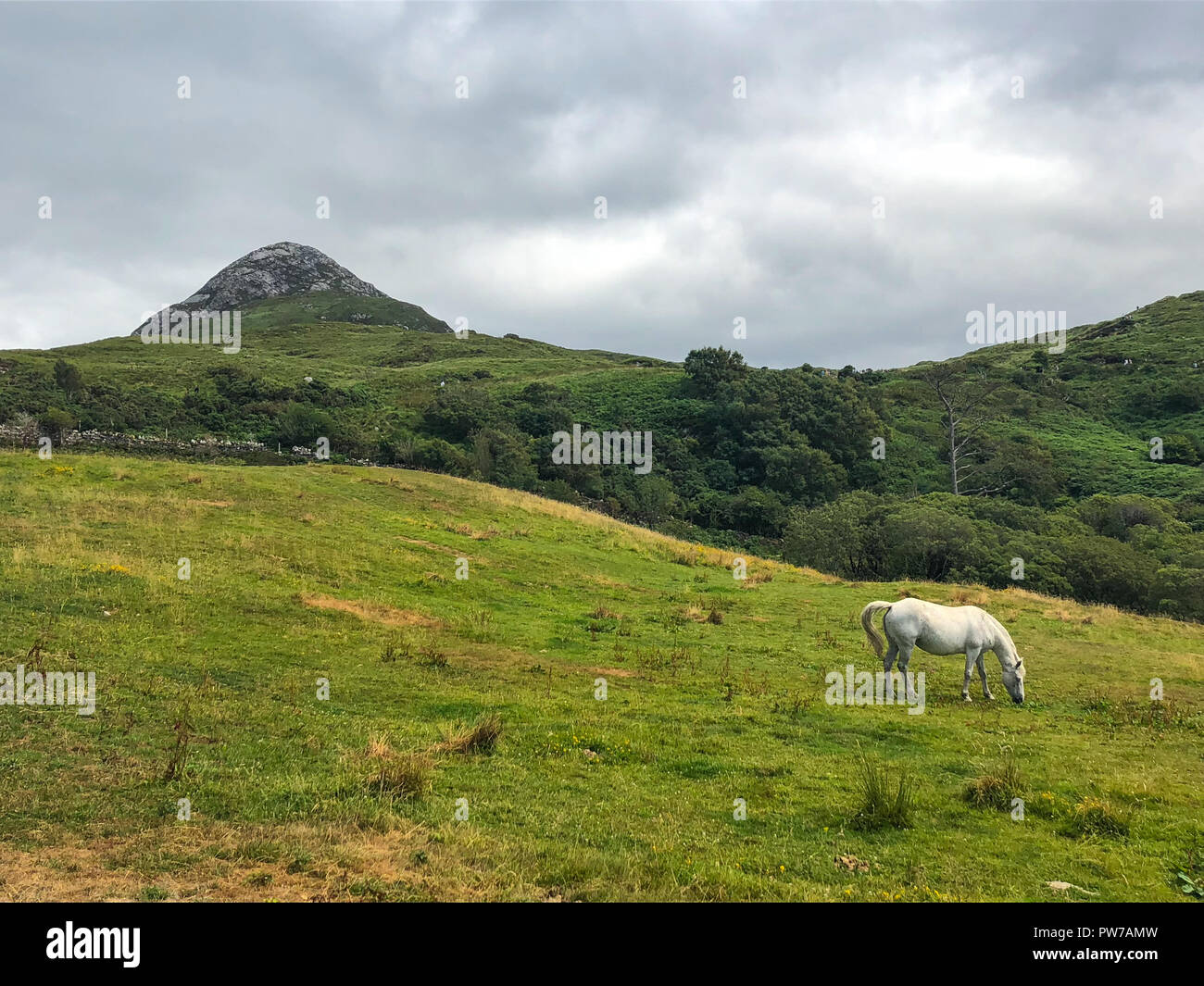 Das Connemara Pony ist ein Pony Rasse mit Ursprung in Irland. Diamond Hill ist ein großer Hügel südöstlich von Letterfrack im County Galway, Irland. Stockfoto