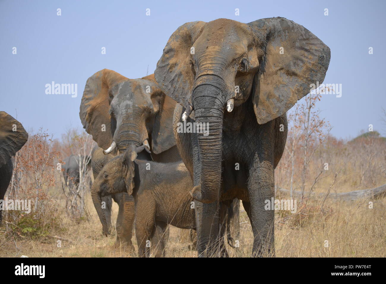 Elefantenbulle Stockfoto