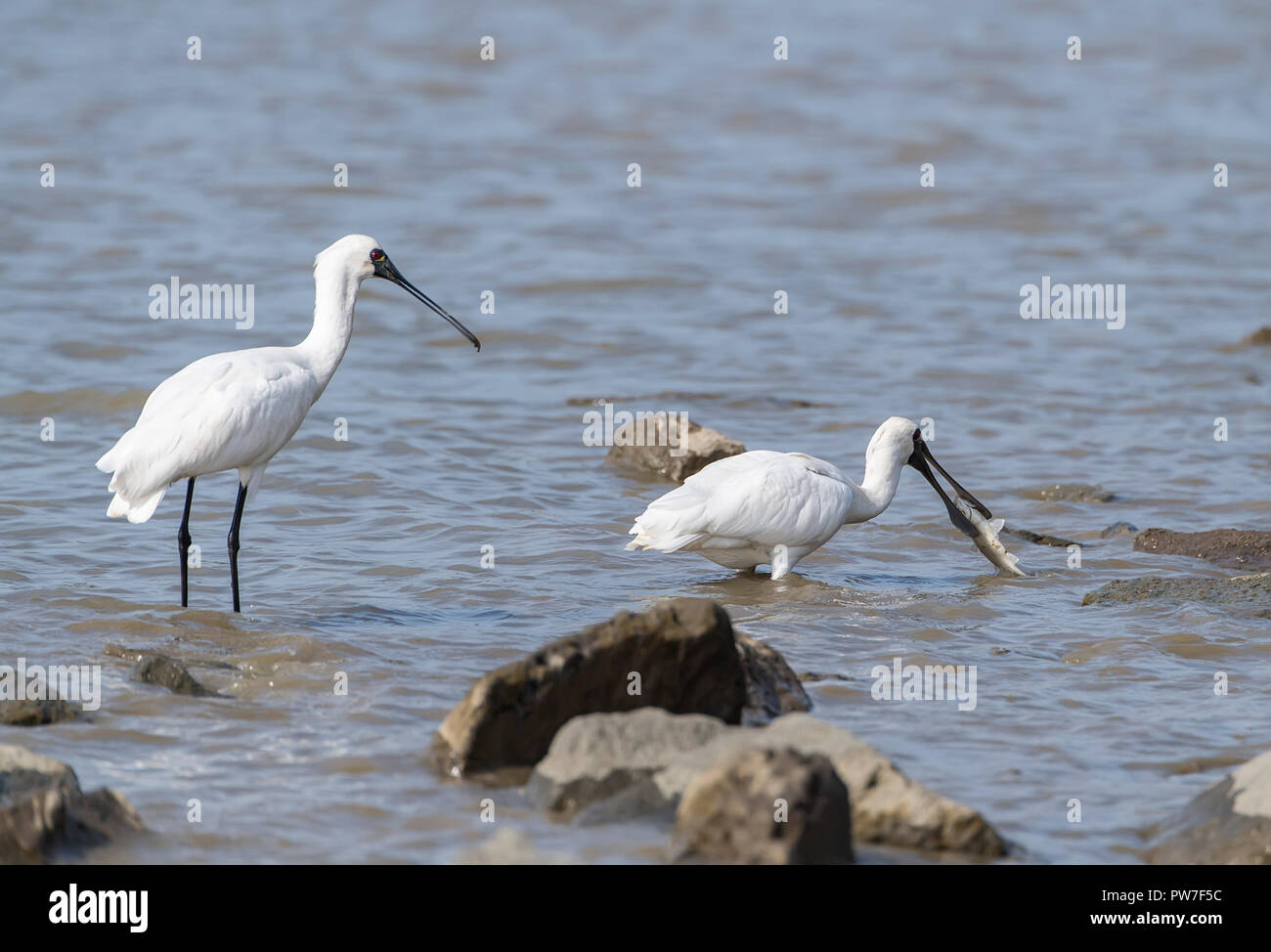 Black-faced Löffler in waterland Stockfoto