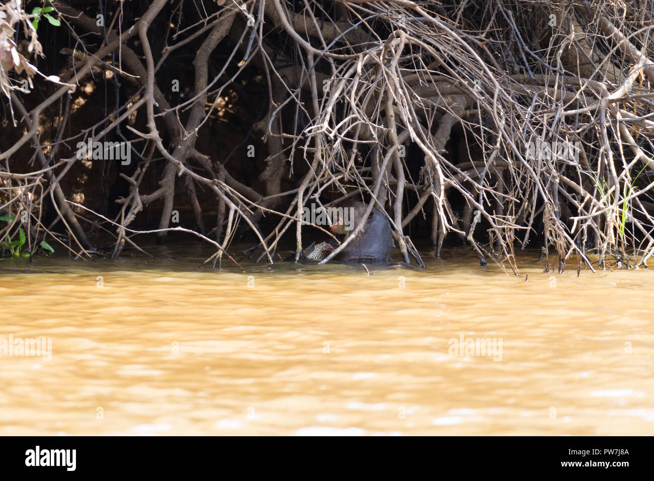 Riesenotter auf Wasser aus Feuchtgebiet Pantanal, Brasilien. Brasilianischen Tierwelt. Pteronura brasiliensis Stockfoto