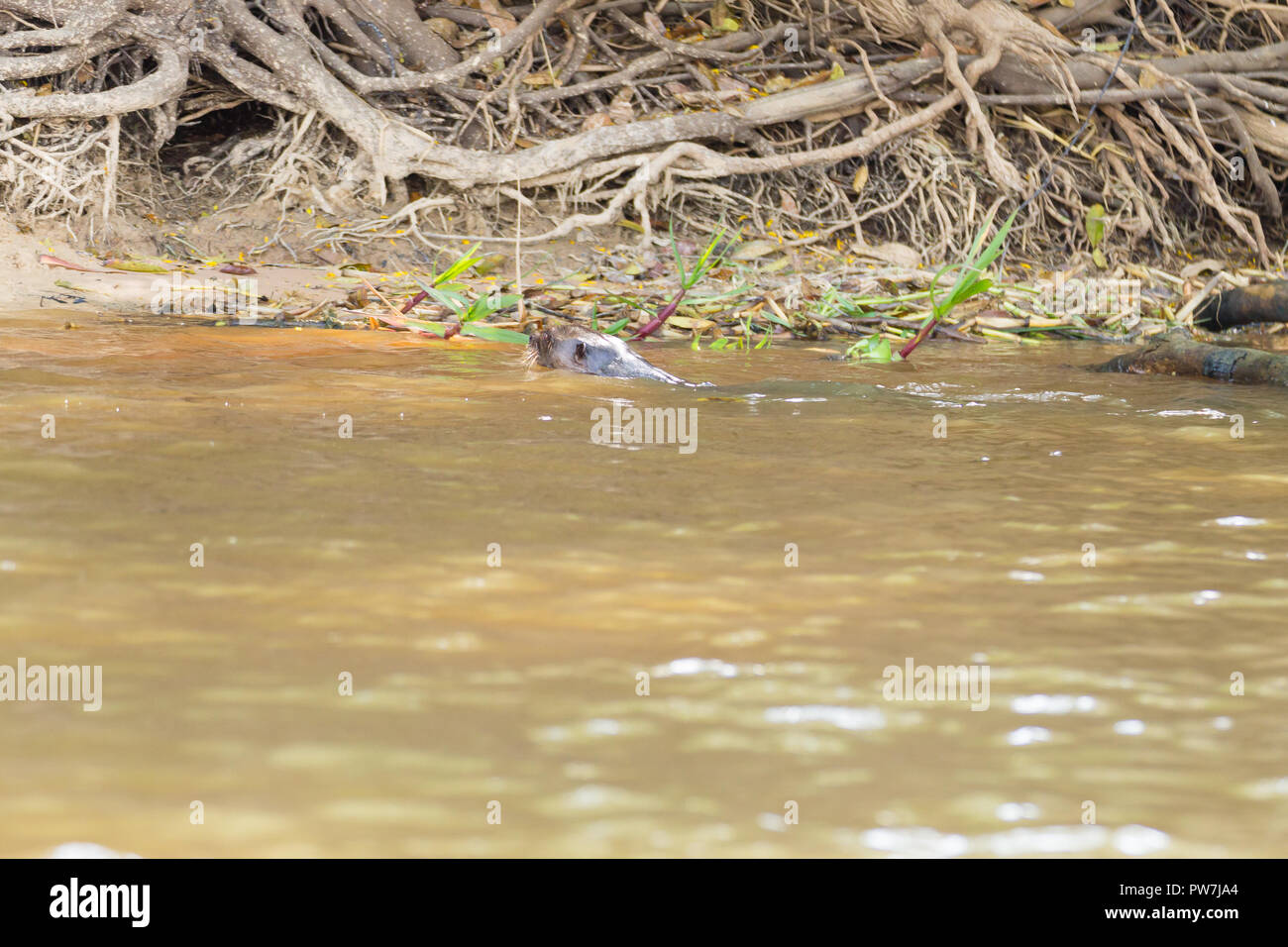 Riesenotter auf Wasser aus Feuchtgebiet Pantanal, Brasilien. Brasilianischen Tierwelt. Pteronura brasiliensis Stockfoto