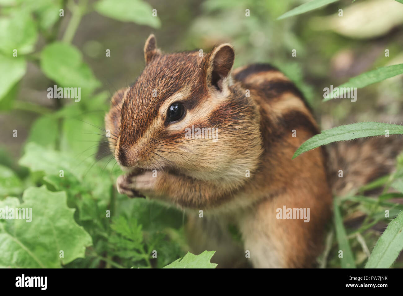 Chipmunk in der Natur. Chipmunk ist Füllung Essen in den Mund Stockfoto