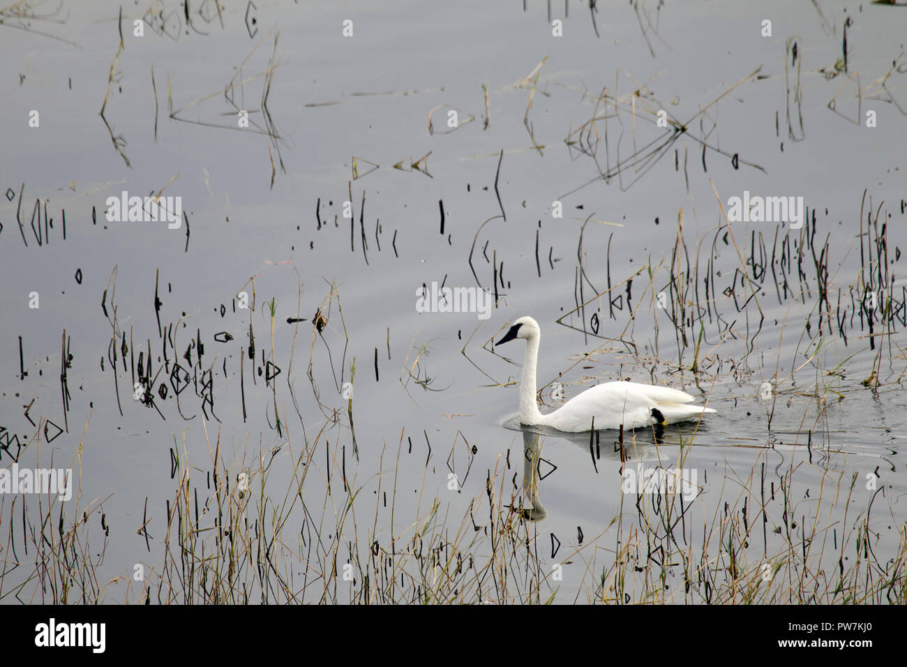 Trumpeter swan Erwachsener im Teich mit Schilf Stockfoto