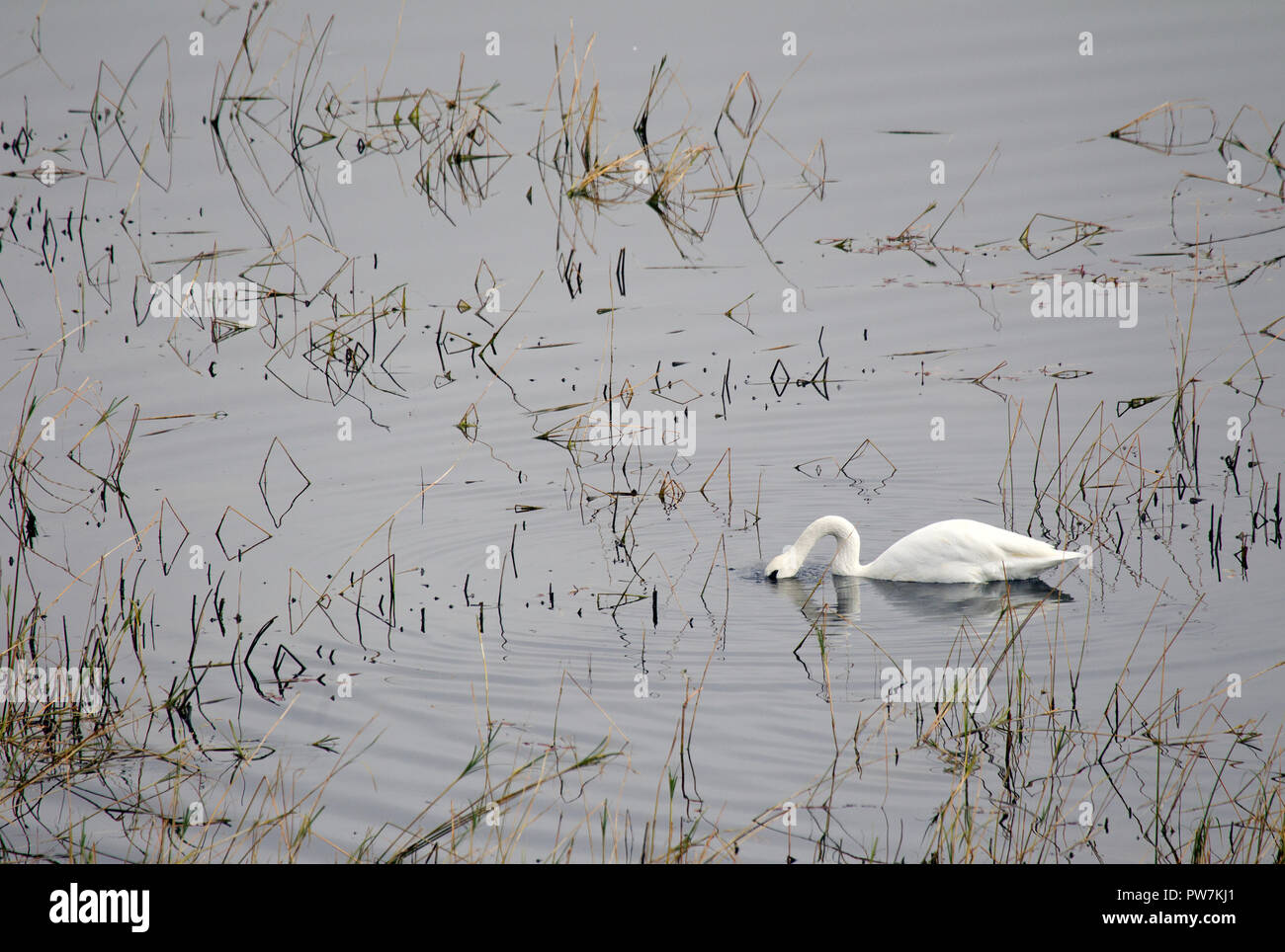 Trumpeter swan Erwachsener im Teich mit Schilf Stockfoto
