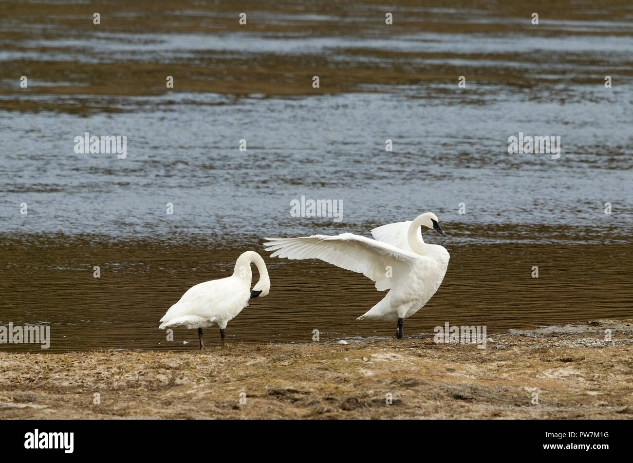 Zwei Erwachsene Trumpeter Schwäne Stockfoto