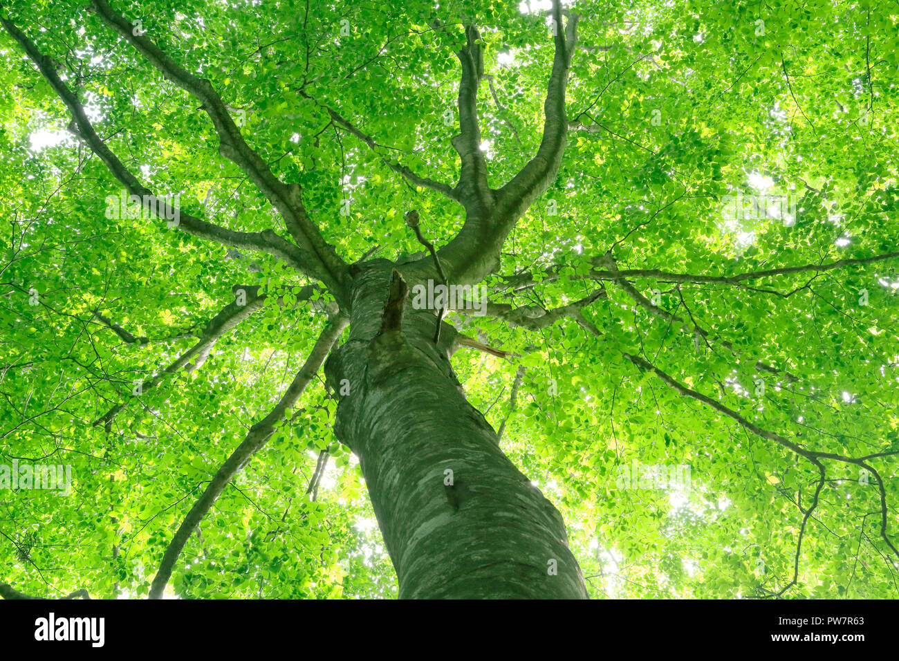 Buna Baum in Shirakami Berge Stockfoto