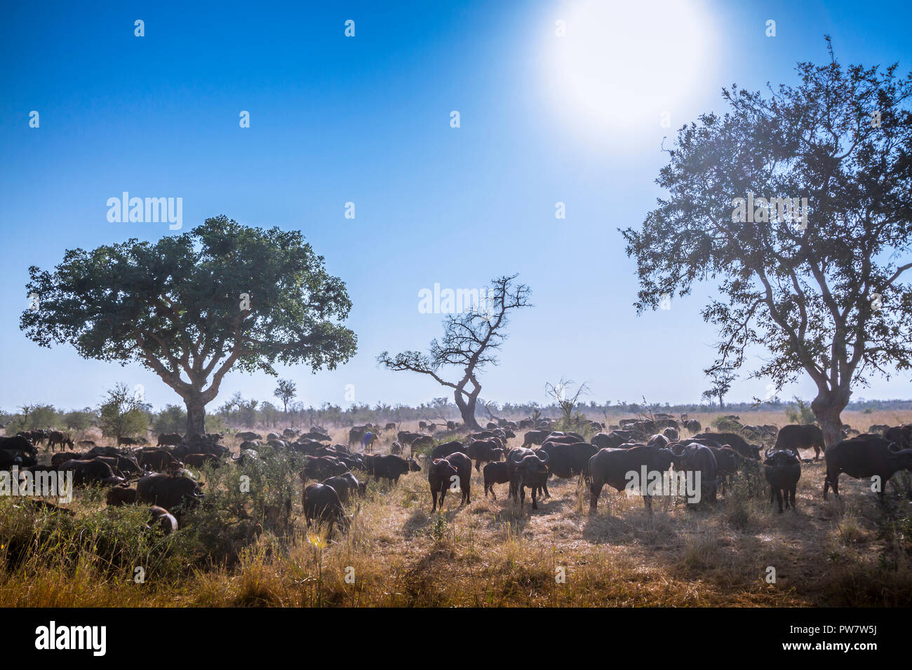 Afrikanische Büffel in den Krüger National Park, Südafrika; Specie Syncerus caffer Familie der Hornträger Stockfoto