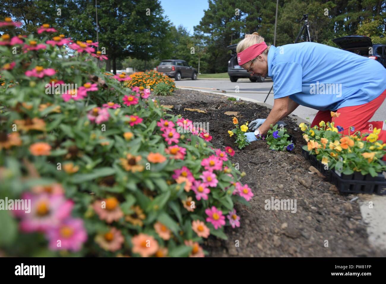 Greene County Master Gardener Intern Suzanne Hale pflanzen Stiefmütterchen in der bestäuber Garten Sept. 30, 2017 Cheatham See in Ashland City, Tenn ehrenamtliche Gärtner sind erforderlich, um das Team verantwortlich für die Entwicklung, Aufrechterhaltung und Verbesserung der Gärten, Arbeiten zur Zertifizierung als Monarch Waystation an der US-Armee Korps der Ingenieure Nashville Bezirk Projekt. (USACE Stockfoto