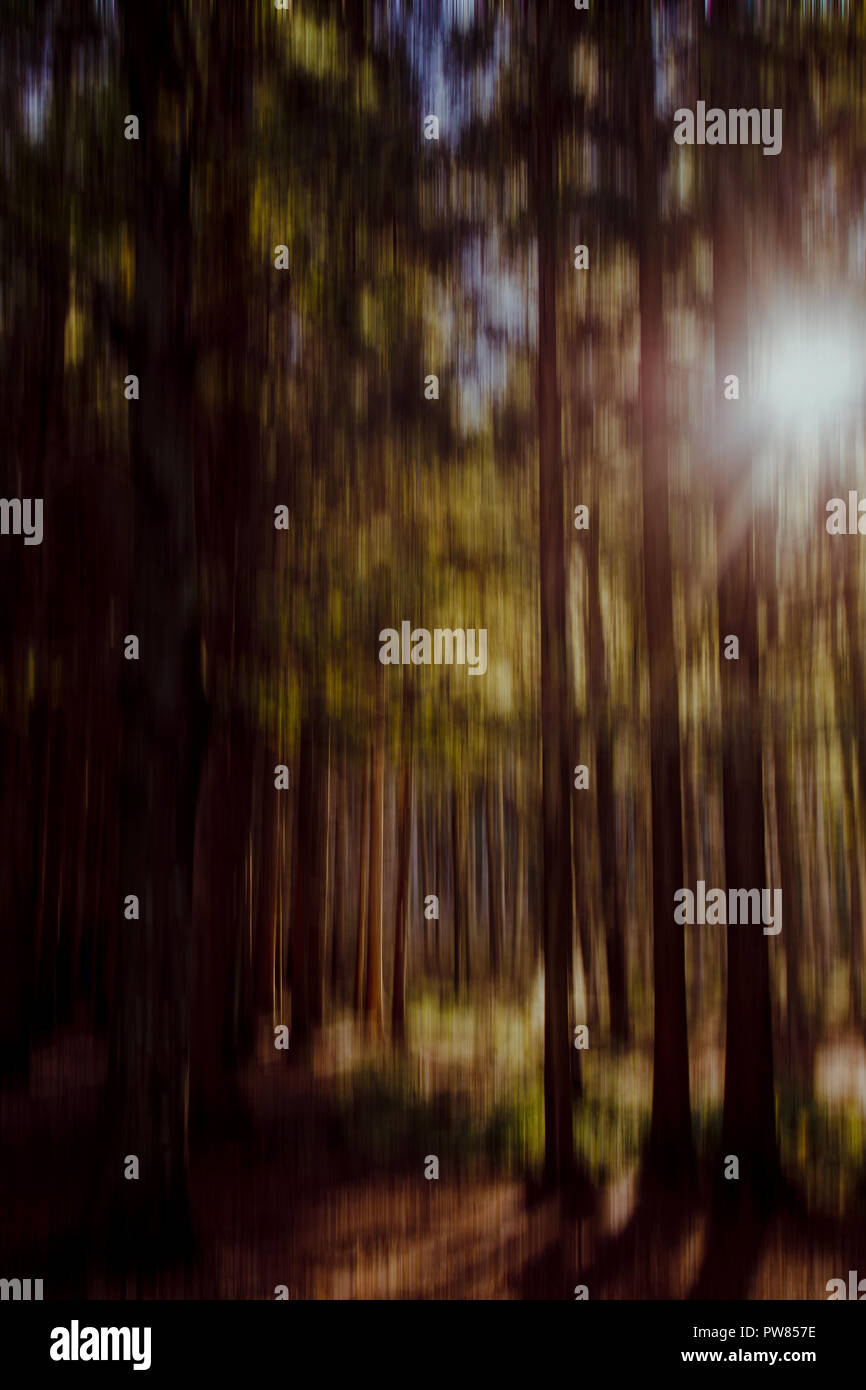 Unscharfe Bäume, Holz, Wald Hintergrund. Schönen Abend, die Sonne, Natur im Herbst, Herbst. Stockfoto