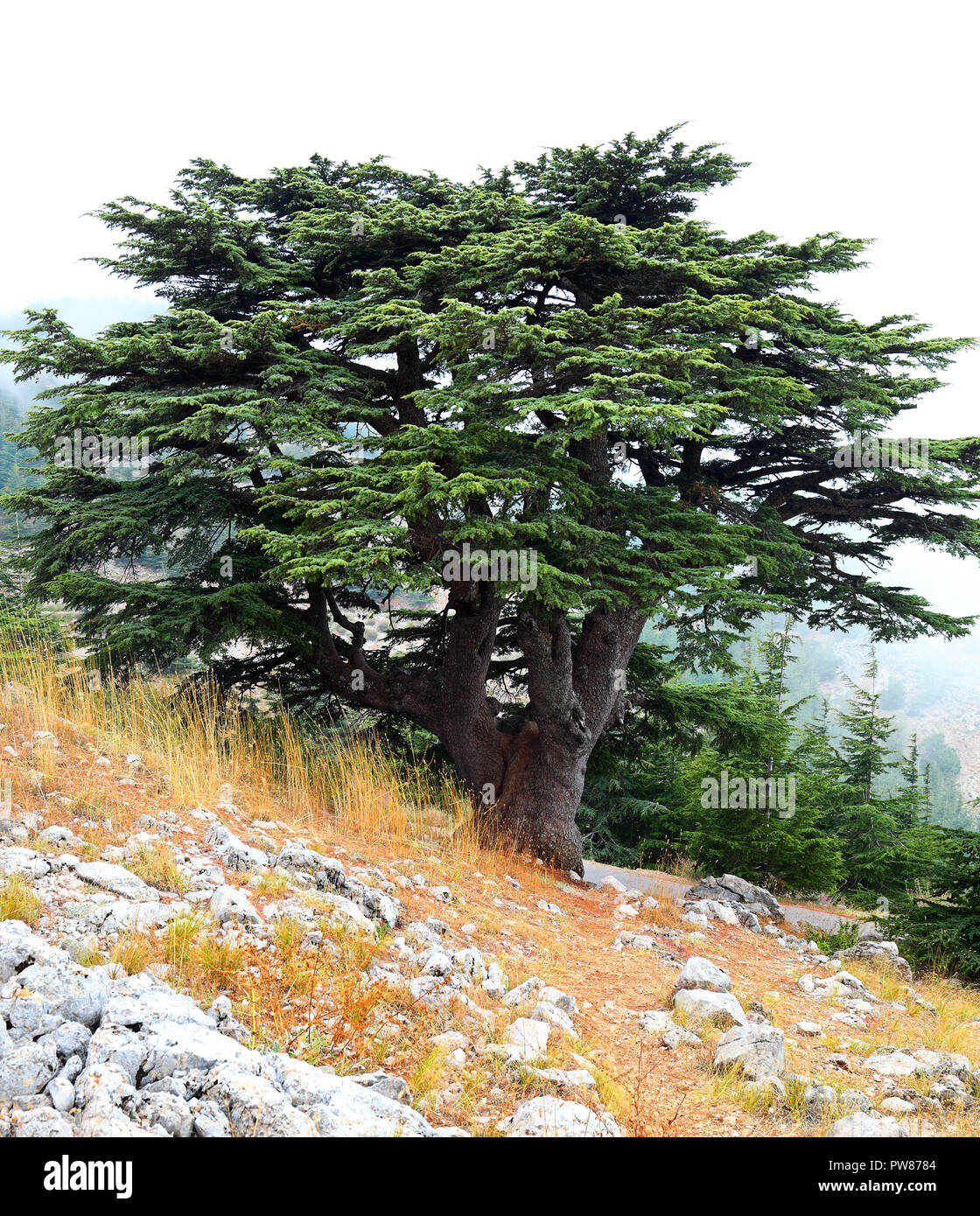 Zedern des Libanon Stockfoto