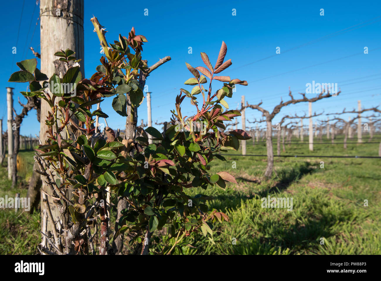 Eine Rose Bush und beschnittene Reben an Rowlee Weingut im Frühjahr an Nashdale in der Nähe von Orange NSW, Australien Stockfoto