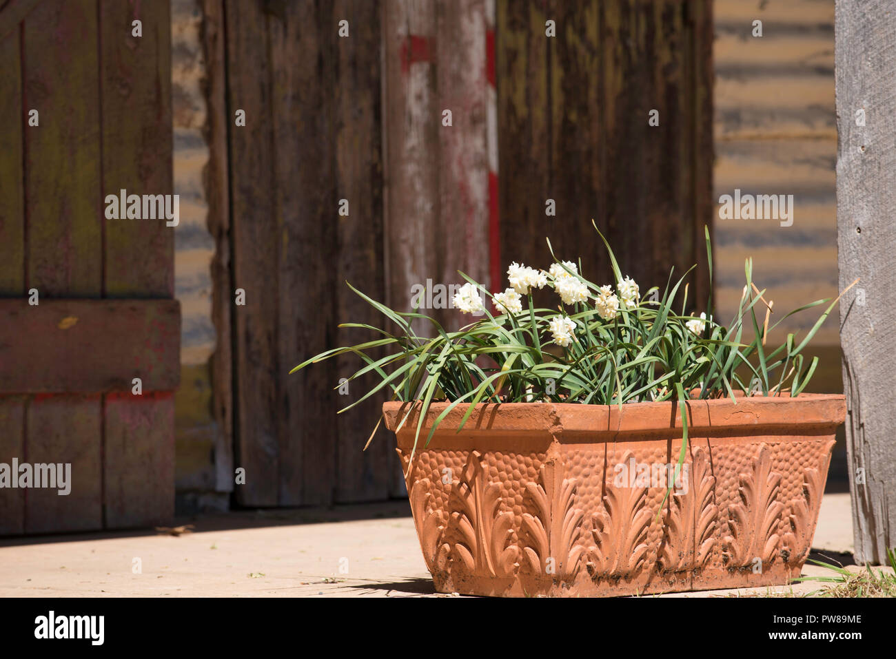 Papyraceous Jonquils (Narcissus tazetta) in einem Terrakottatopf in der Nähe der Ställe am historischen Rowlee Weingut in Orange, NSW, Australien Stockfoto