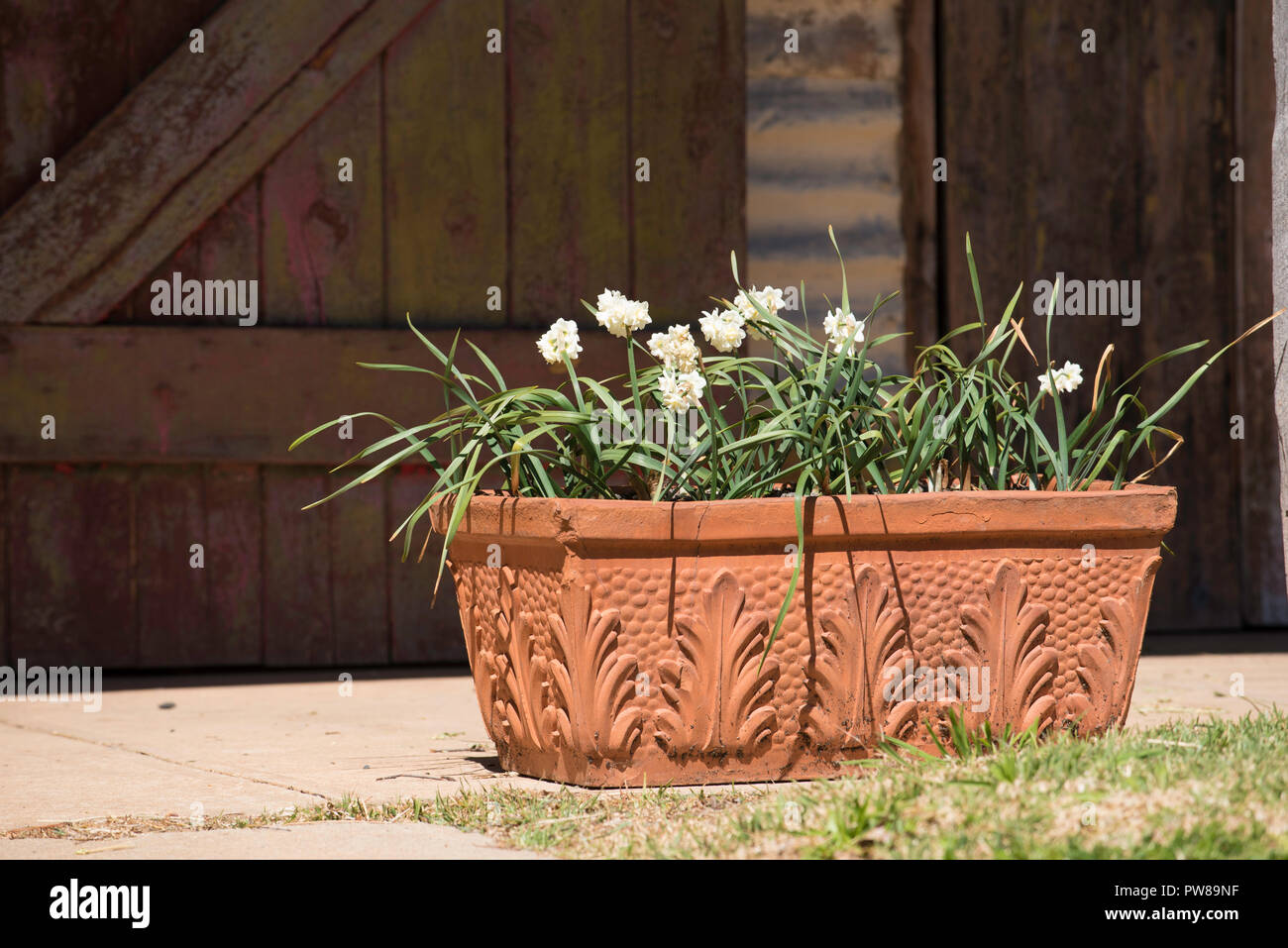 Papyraceous Jonquils (Narcissus tazetta) in einem Terrakottatopf in der Nähe der Ställe am historischen Rowlee Weingut in Orange, NSW, Australien Stockfoto