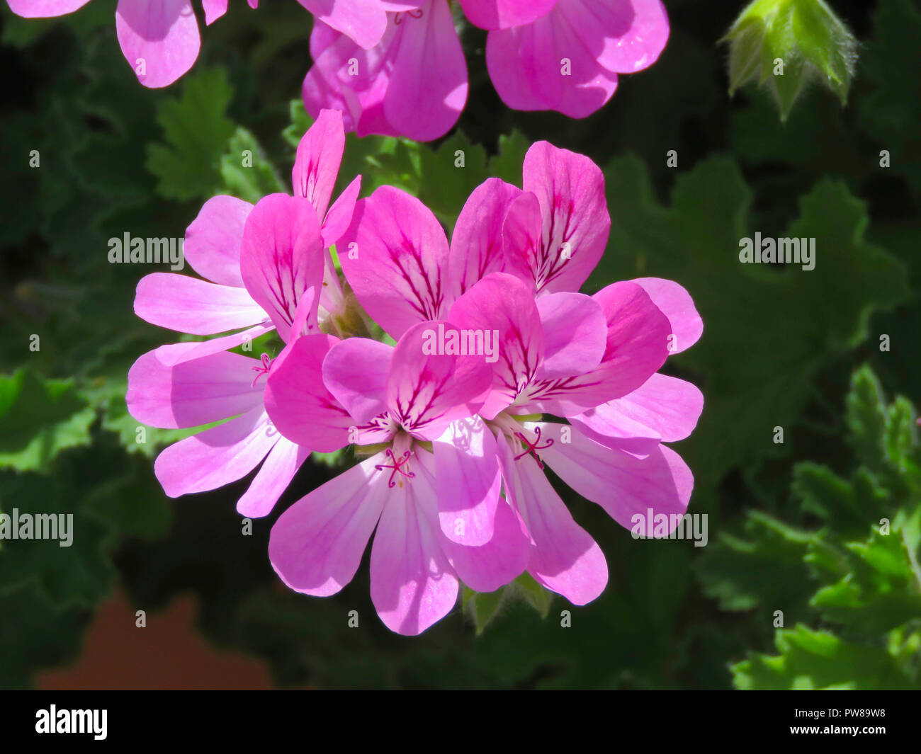 Rosa Rosa Pelargonium/Geranium in voller Blüte in meinem Garten in Cardiff, South Wales, Großbritannien Stockfoto