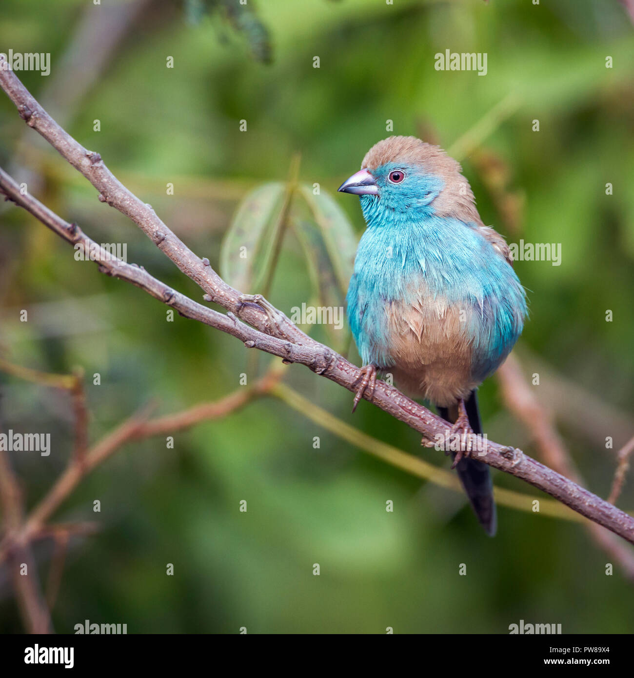 Blue-breasted Cordonbleu im Krüger Nationalpark, Südafrika; Specie Uraeginthus angolensis Familie Estrildidae Stockfoto