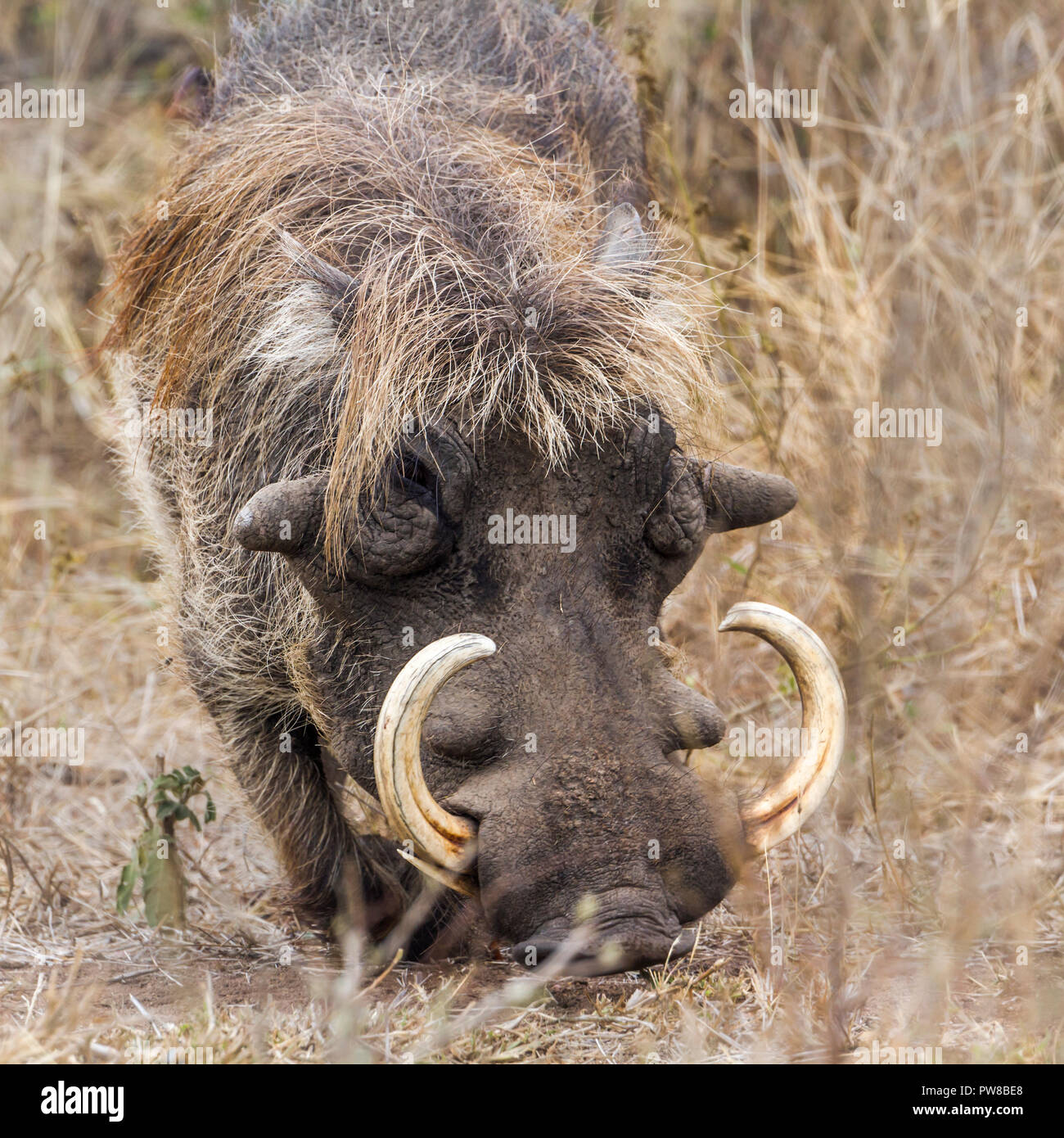 Gemeinsame Warzenschwein in Krüger Nationalpark, Südafrika; Specie Phacochoerus africanus Familie der Suidae Stockfoto