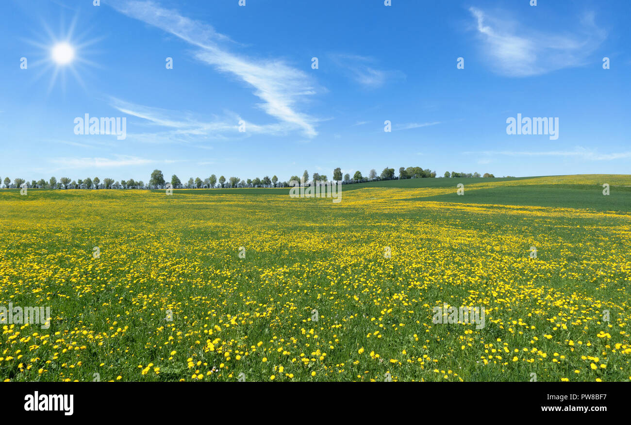 Große Löwenzahn Blume Wiese in der Sonne Stockfoto