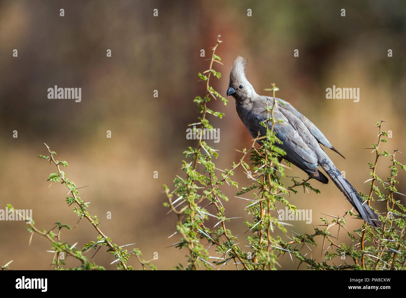 Grau weg Vogel im Krüger Nationalpark, Südafrika; Specie Corythaixoides concolor Familie der Musophagidae Stockfoto
