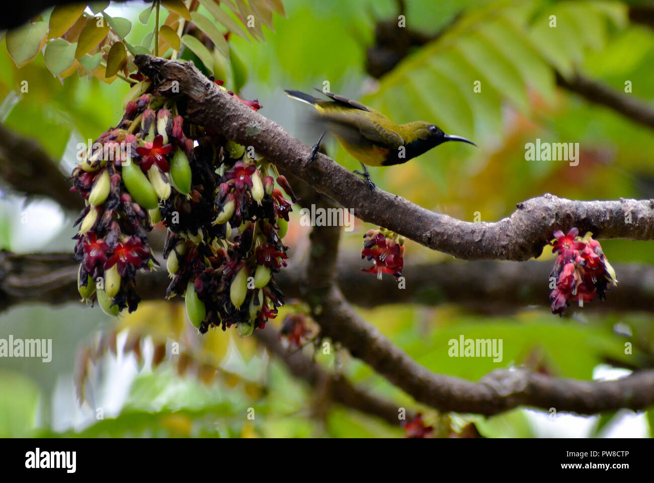 Kolibris Stockfoto