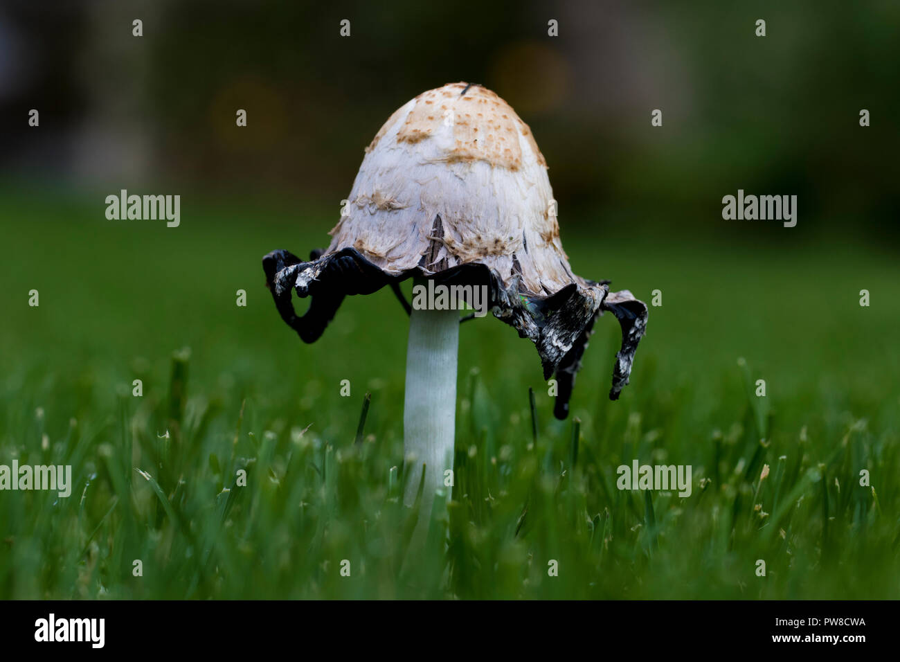 Essbare Pilze hat aus dem Gras. Fruchtkörper eines weißen shaggy mane Pilz. Stockfoto