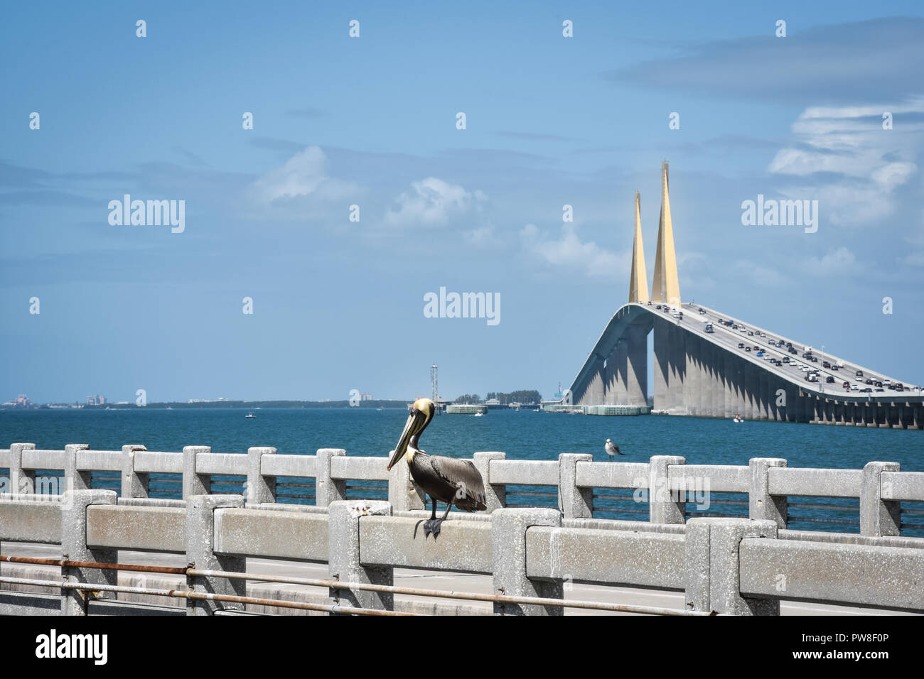 Pelikan auf der South Fishing Pier an der Sunshine Skyway Bridge bei St. Petersburg Florida mit Blick auf die Brücke im Hintergrund Stockfoto
