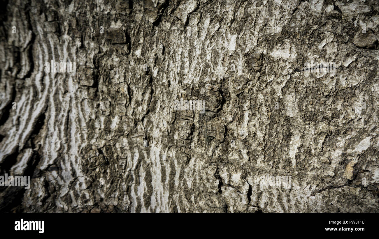 Geprägte Struktur der braune Rinde eines Baumes Stockfoto