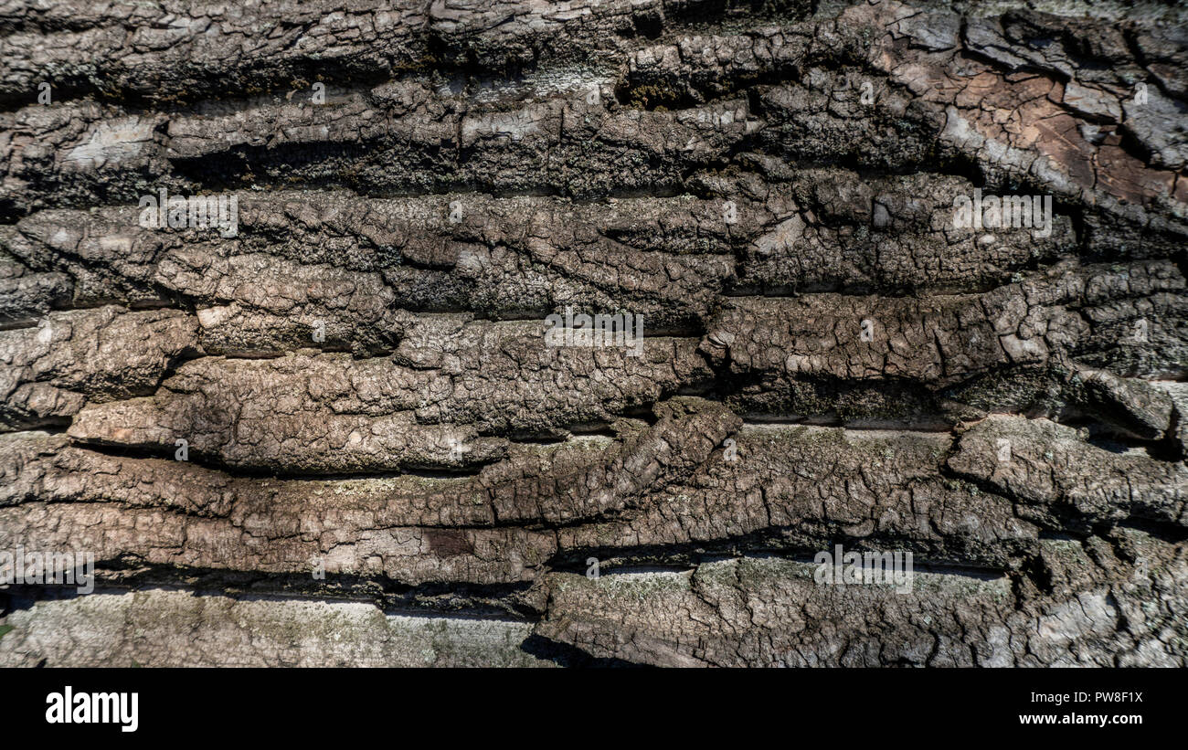 Geprägte Struktur der braune Rinde eines Baumes Stockfoto
