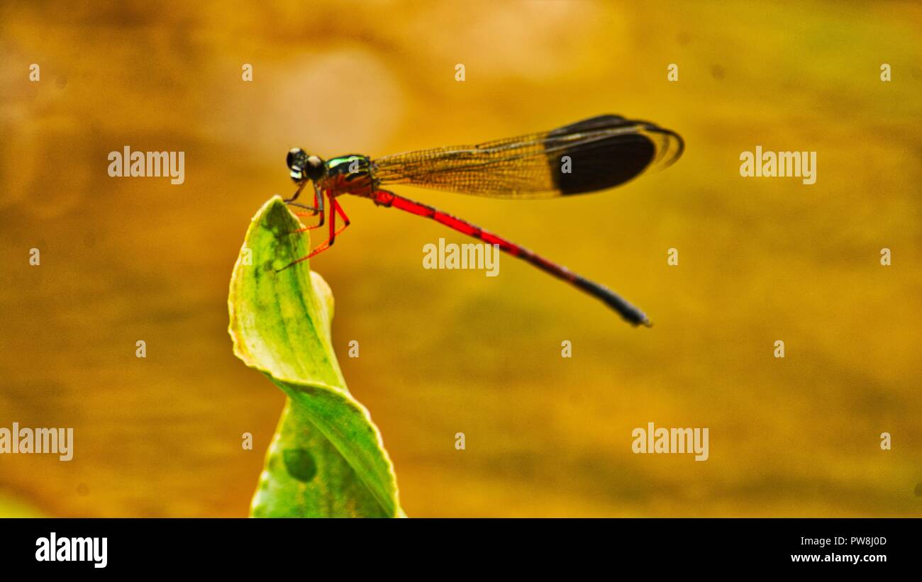 Drachen der Wilden Stockfoto