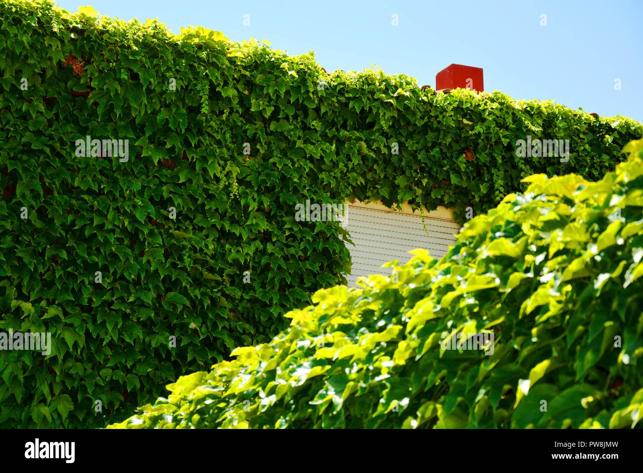 Haus der Blätter umgeben Stockfoto