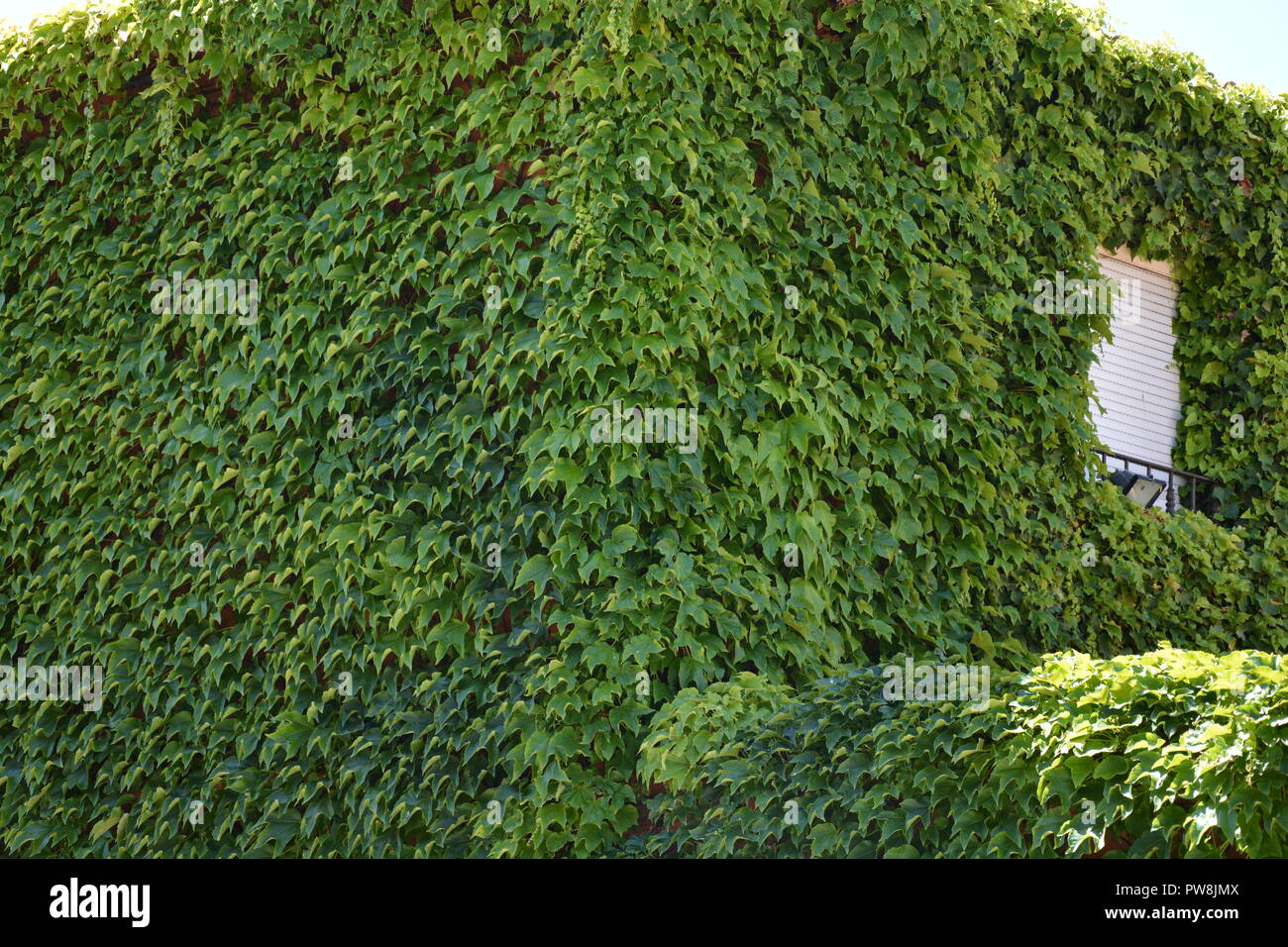 Haus der Blätter umgeben Stockfoto