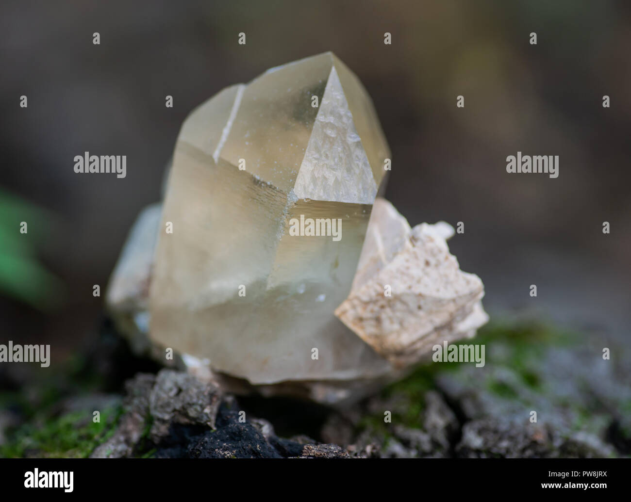 Die Kathedrale von Citrin Quarz Punkt aus Brasilien in Matrix auf Moss, bryophyta und Rinde, Borke im Wald zu bewahren. Stockfoto