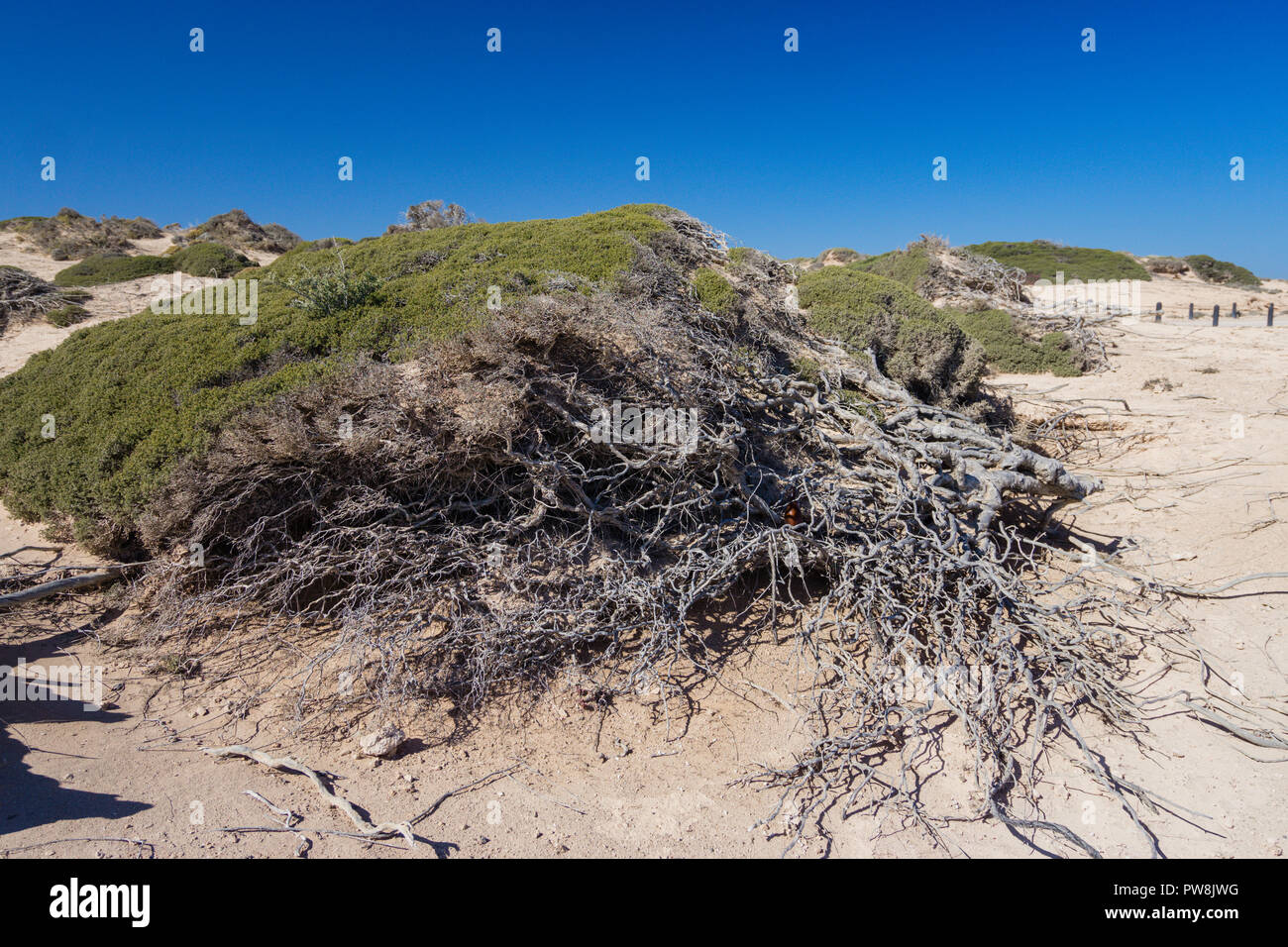 Küsten, der durch das erbarmungslose starke Winde am Punkt Labatt SA, Australiens nur Festland Kolonie der australischen Seelöwen verkümmert Stockfoto