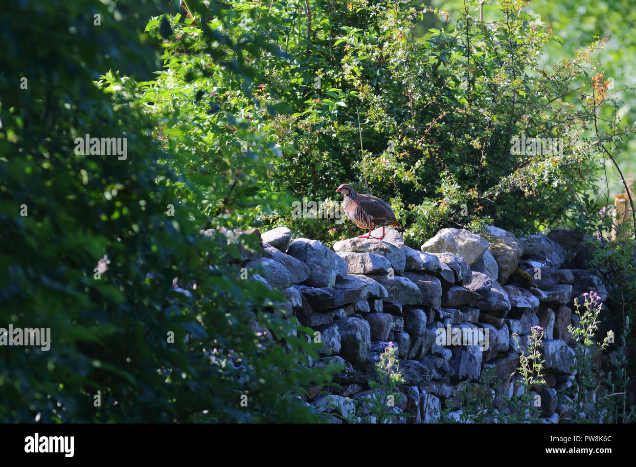 Ein rot-legged Partridge auf ein Yorkshire Trockenmauer in den Yorkshire Dales National Park steht Stockfoto