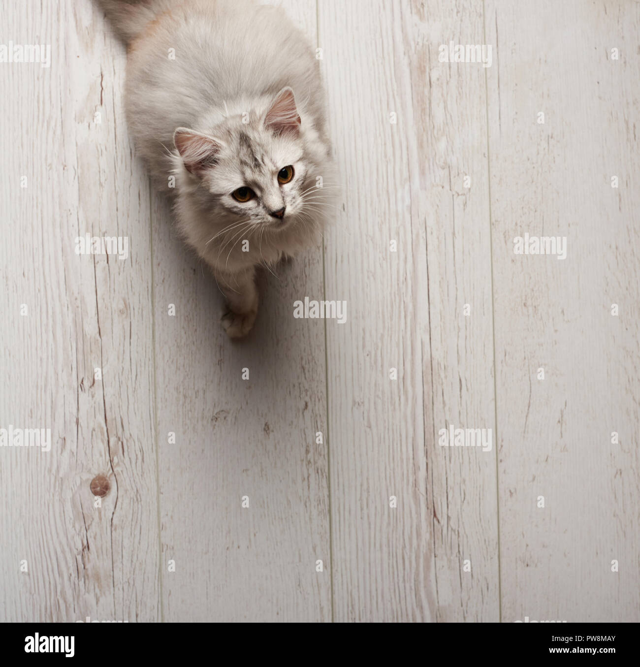 Graue Katze sitzt auf weißem Holzfußboden abvoe Draufsicht Stockfoto