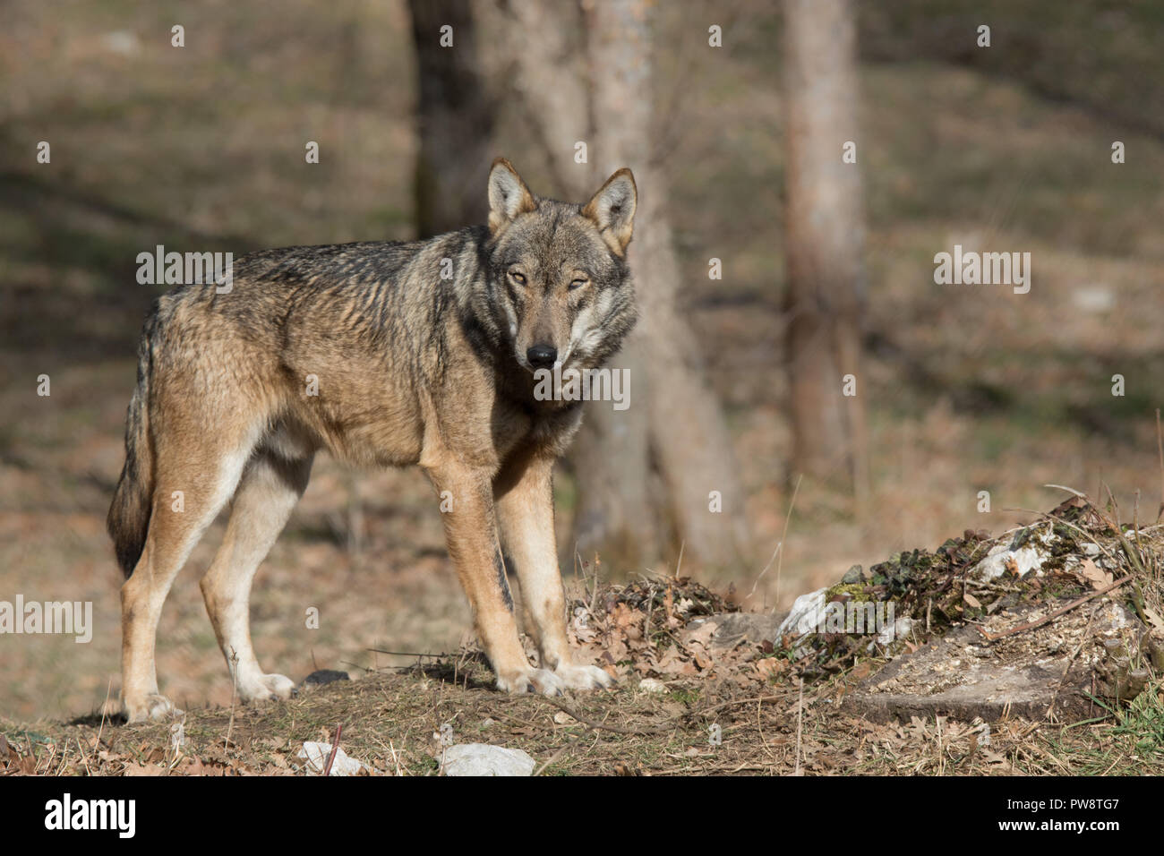 Wölfe in der Natur Stockfoto