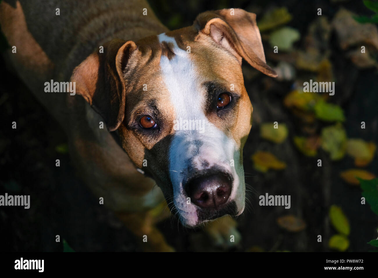 Dog Portrait mit Herbstlaub im Hintergrund. Cute Staffordshire Terrier suchen an Kamera Stockfoto