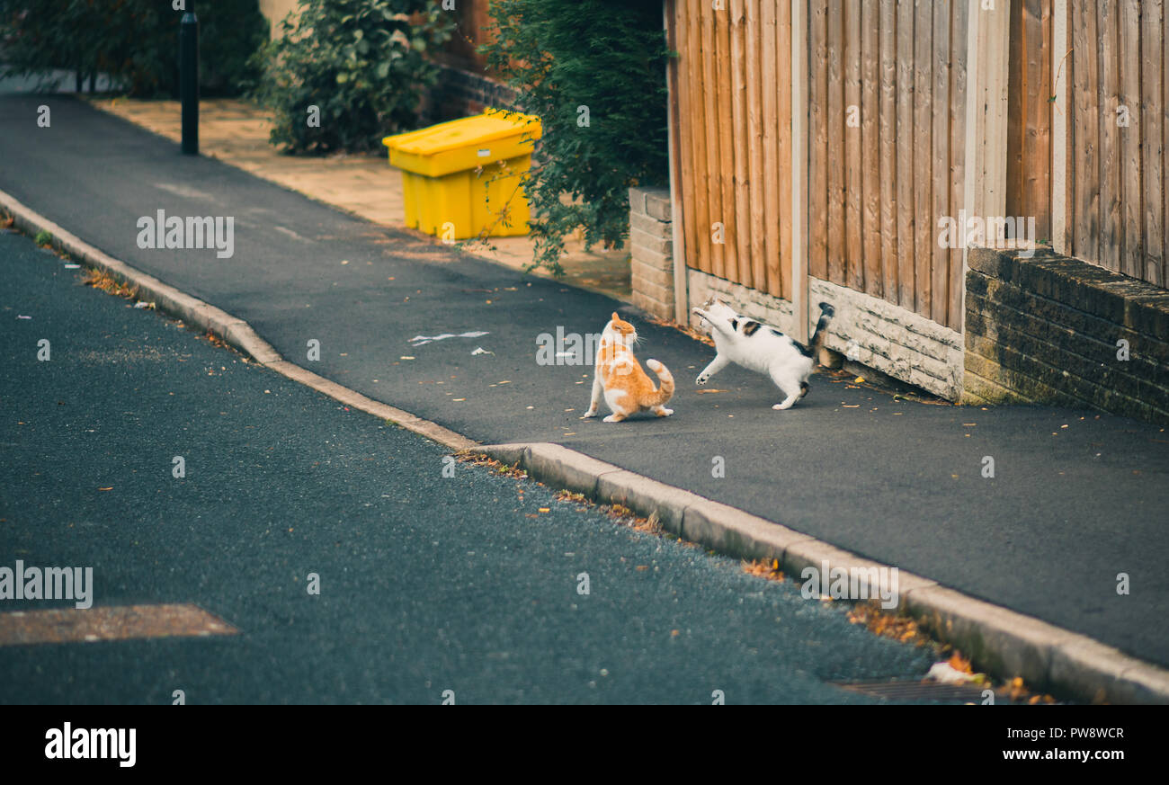 Zwei Männliche Katzen Streiten Sich In Einer Straße In