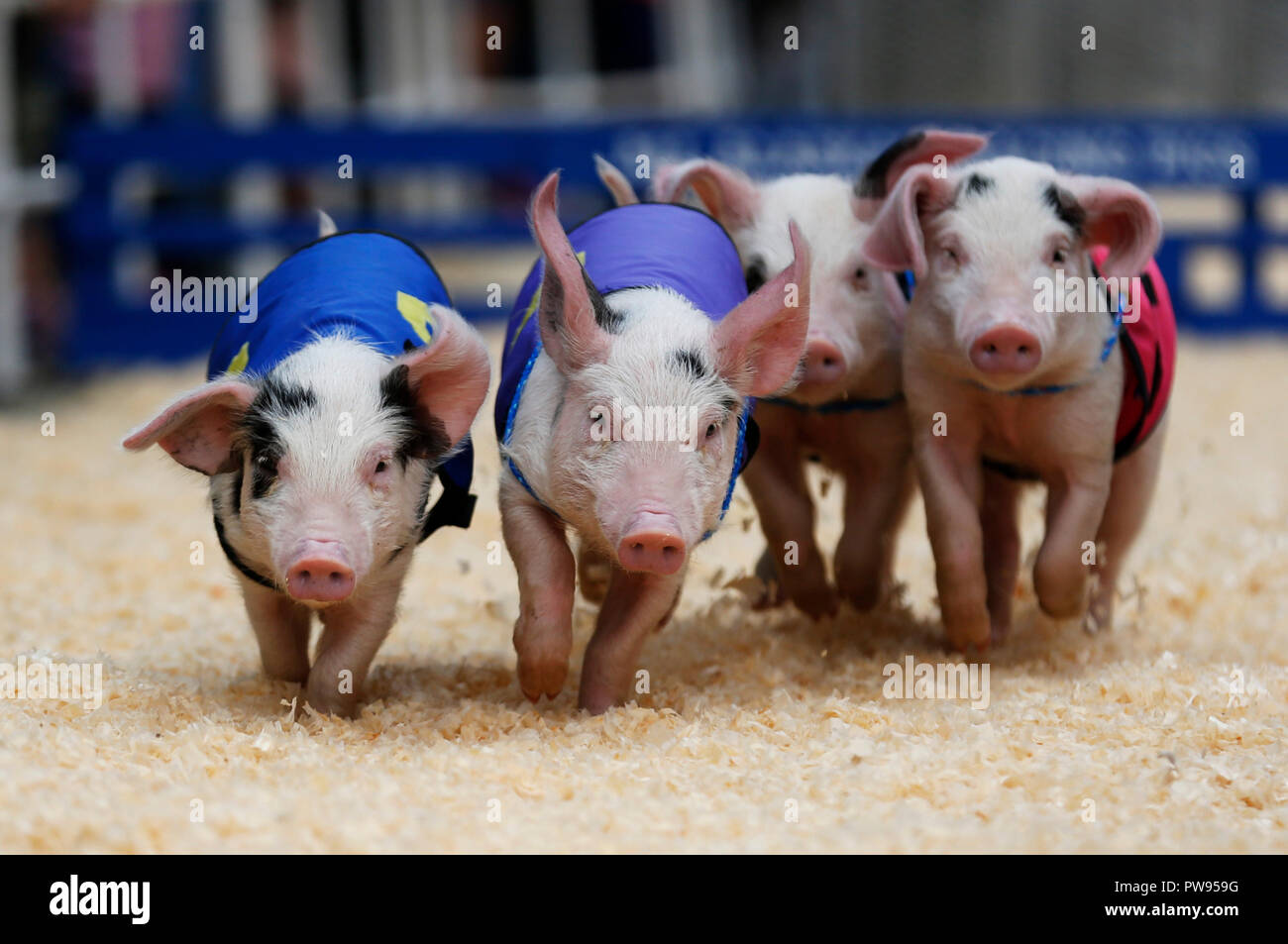 Los Angeles, USA. 13 Okt, 2018. Piggies laufen in einem Rennen in der Farmers Market in Los Angeles, USA, 13, 2018. Credit: Li Ying/Xinhua/Alamy leben Nachrichten Stockfoto