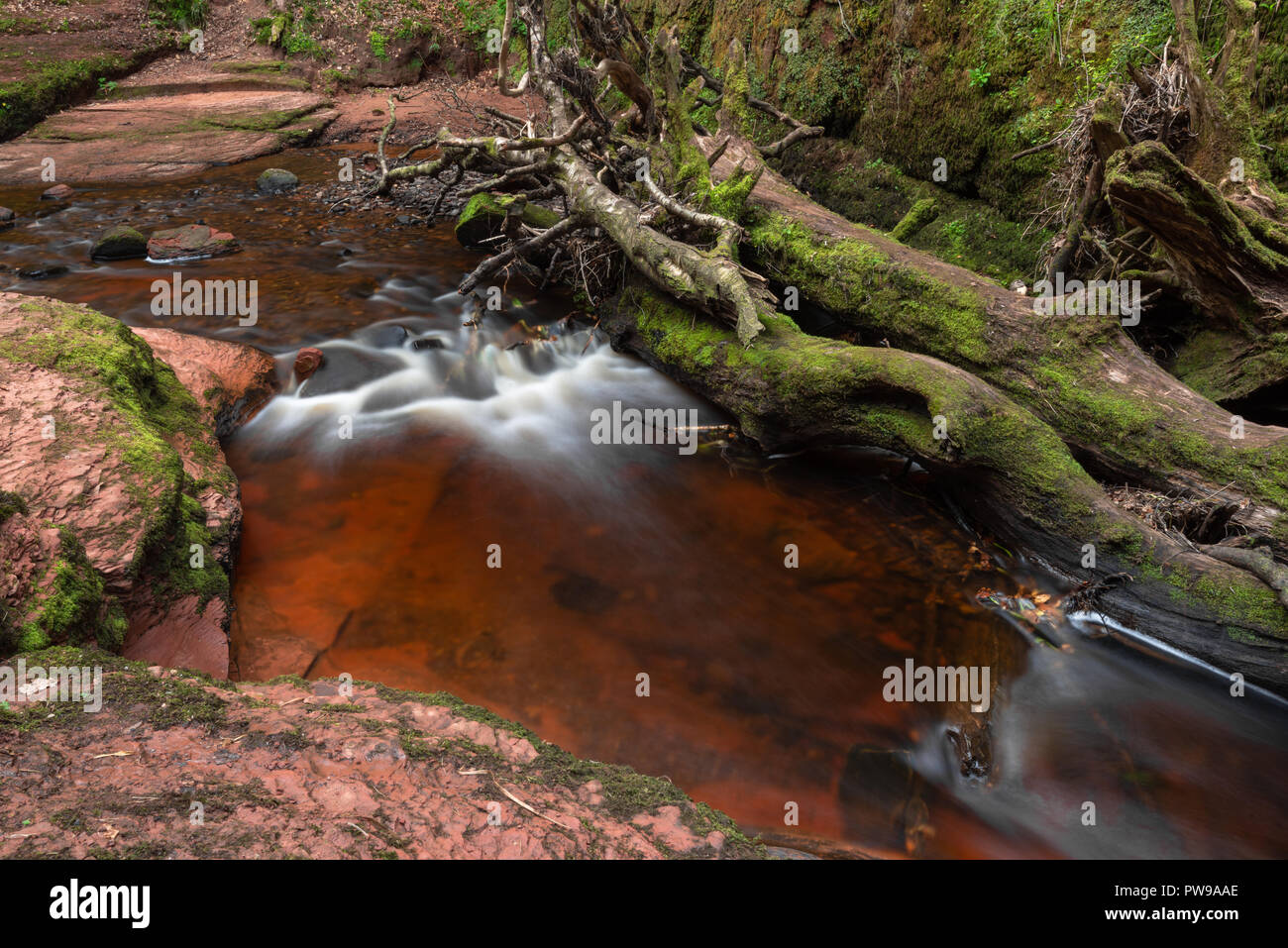 Blood Red River in einem grünen Schlucht. Devil's Kanzel, Finnich Glen, in der Nähe von Killearn, Schottland, Vereinigtes Königreich Stockfoto